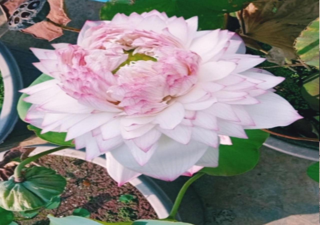 Raelyn'S Homestay Kochi المظهر الخارجي الصورة